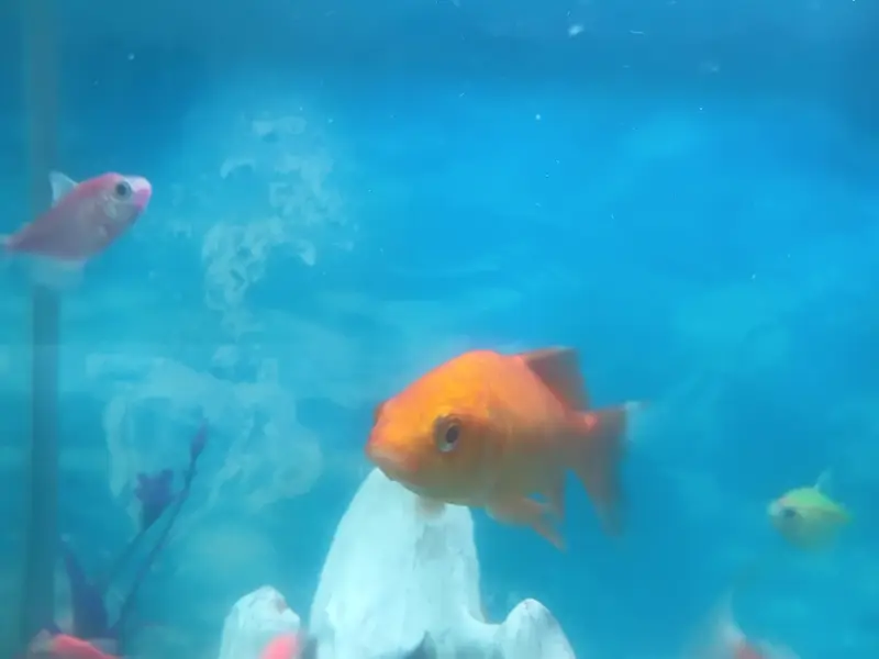 Healthy Comet Goldfish – Orange Goldfish | Aquarium Fish — photo 2