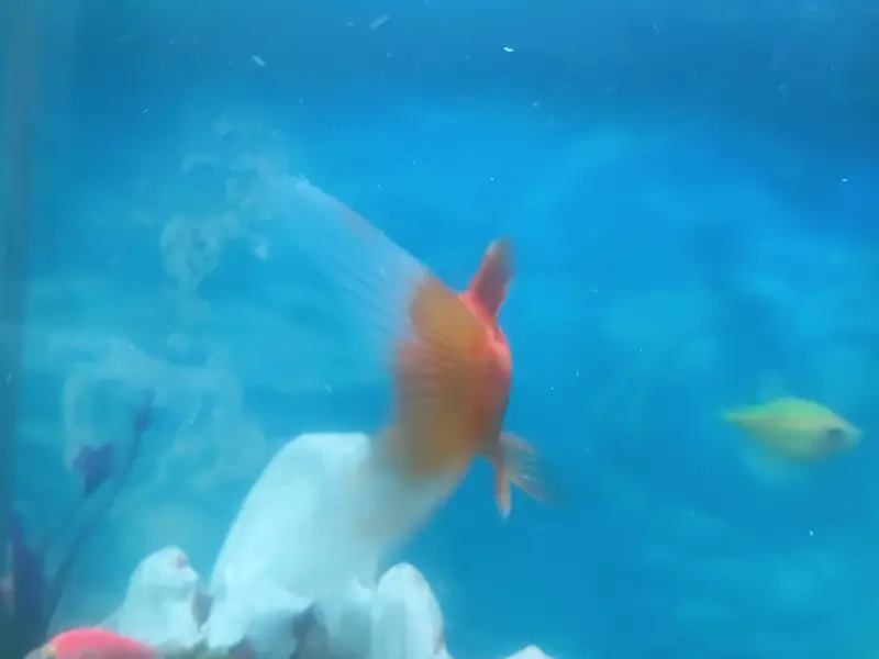 Healthy Comet Goldfish – Orange Goldfish | Aquarium Fish — photo 3