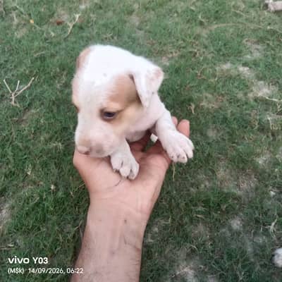 Gultair Type Puppies Available | Healthy & Active | 1 Month Old 