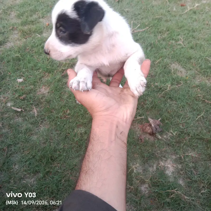 Gultair Type Puppies Available | Healthy & Active | 1 Month Old — photo 2