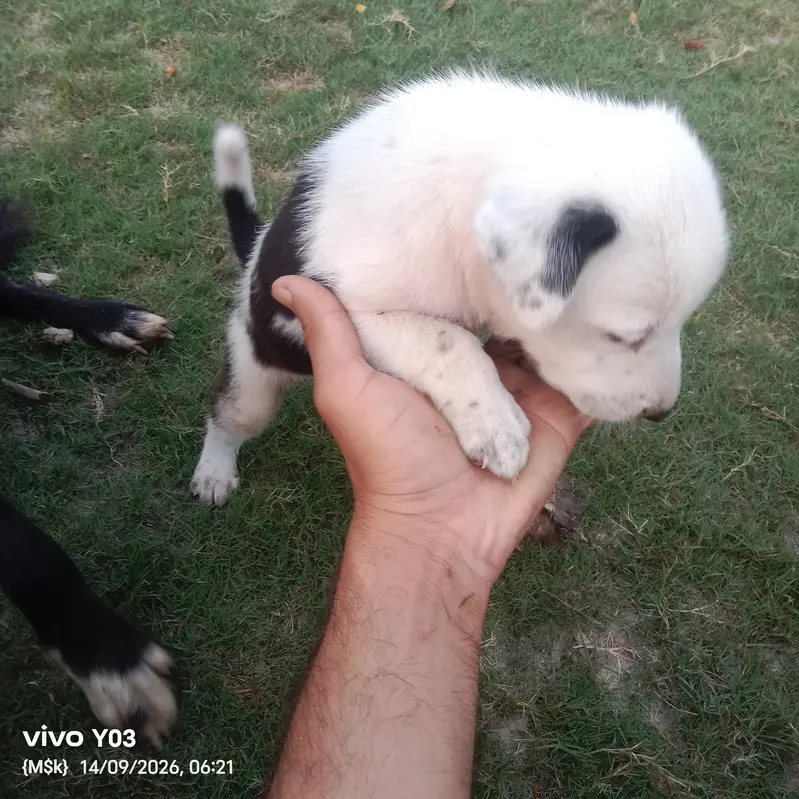 Gultair Type Puppies Available | Healthy & Active | 1 Month Old — photo 3