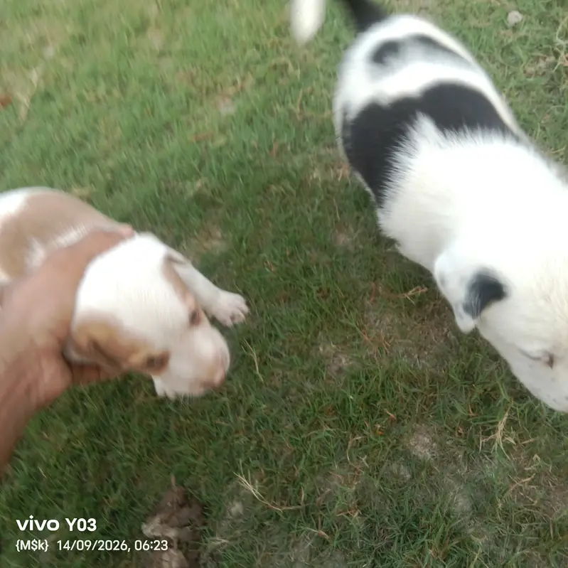 Gultair Type Puppies Available | Healthy & Active | 1 Month Old — photo 4
