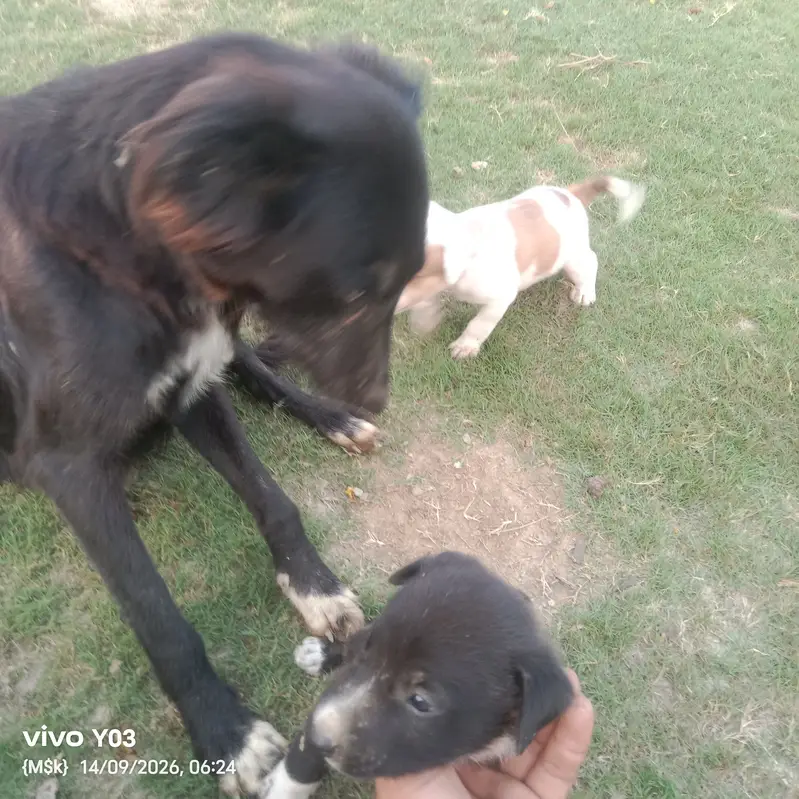 Gultair Type Puppies Available | Healthy & Active | 1 Month Old — photo 5