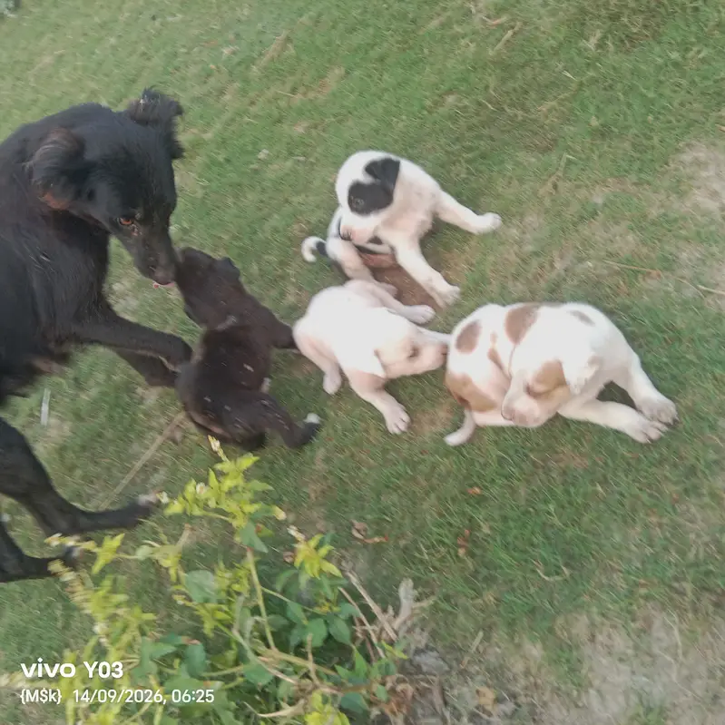 Gultair Type Puppies Available | Healthy & Active | 1 Month Old — photo 6