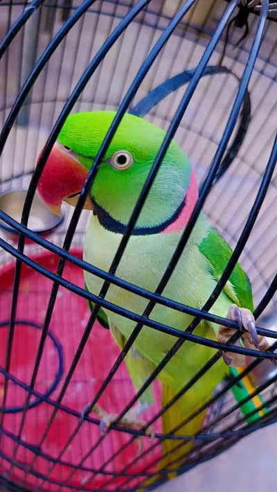 raw parrot talking
