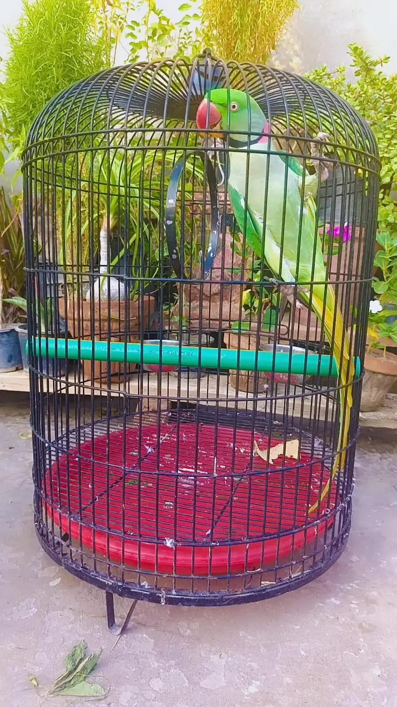 raw parrot talking — photo 2