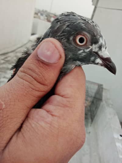 High flying pigeon