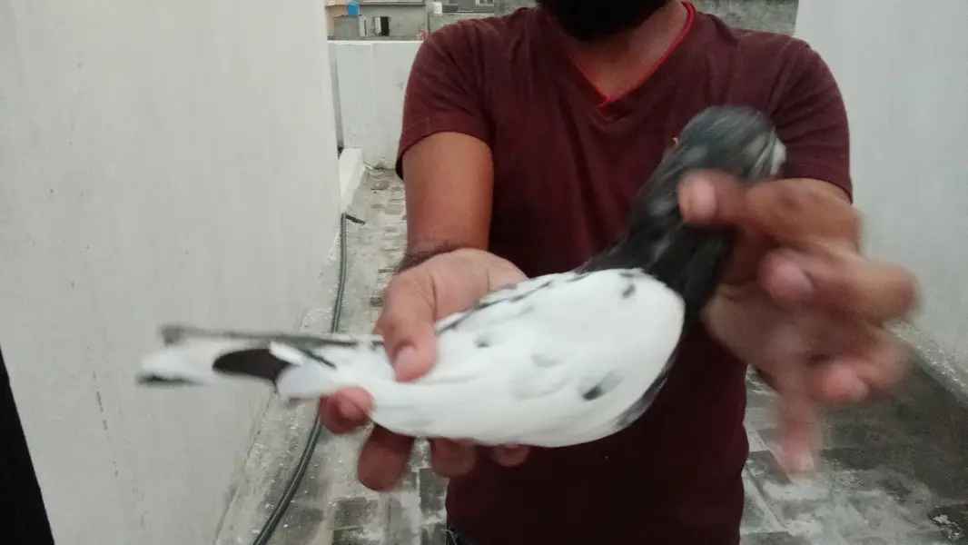 High flying pigeon — photo 3
