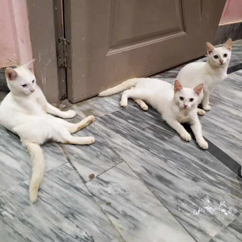 percian double coatedcats — photo 3
