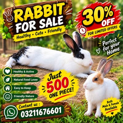 Cute Pet Rabbits for Sale | 30% OFF Limited Offer | Rs. 500 Only