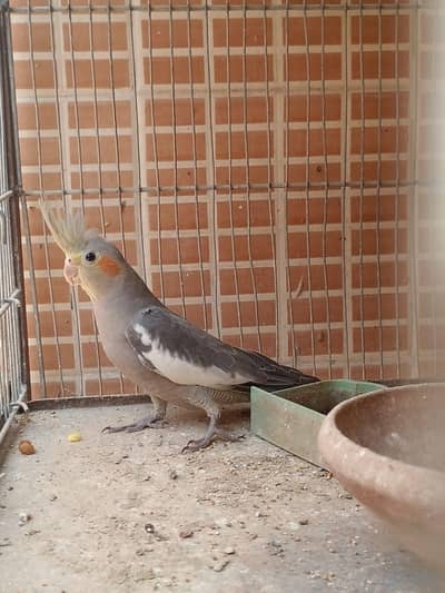 Cockatiel baby