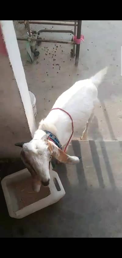 bakra age 5 months