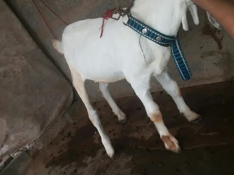 bakra age 5 months — photo 2
