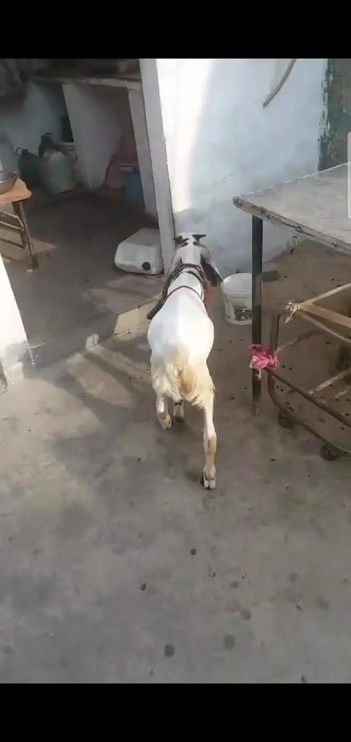 bakra age 5 months — photo 3