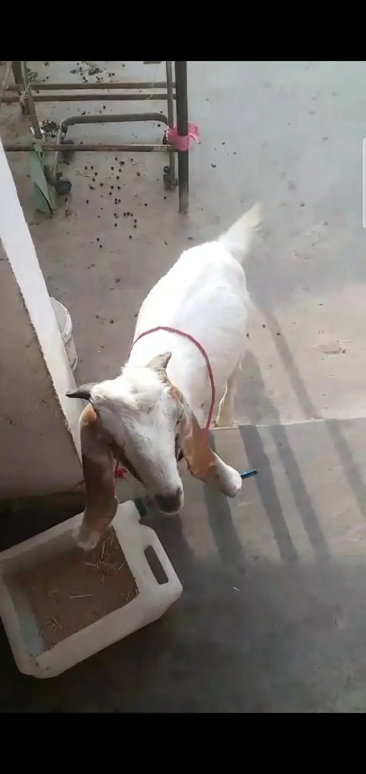 bakra age 5 months — photo 4