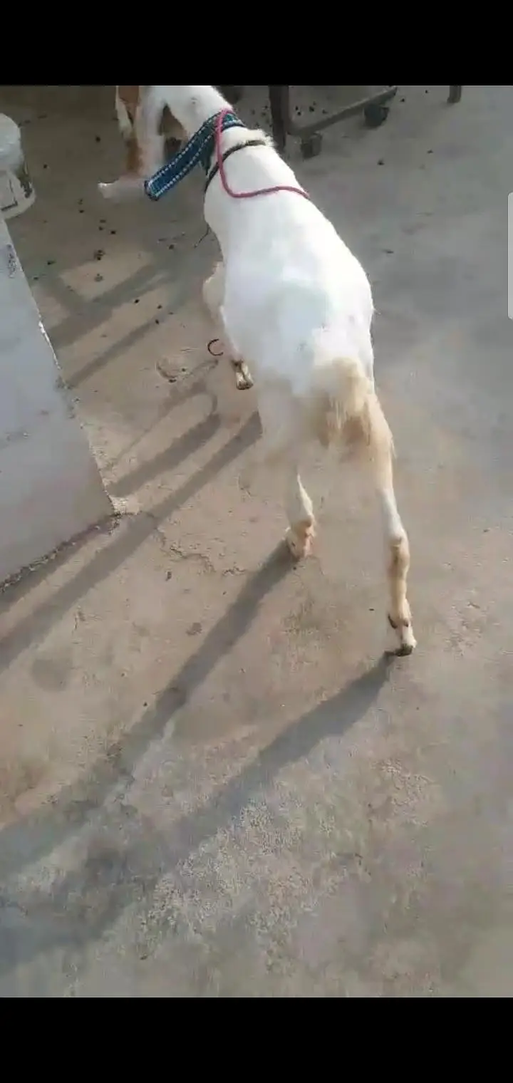 bakra age 5 months — photo 5