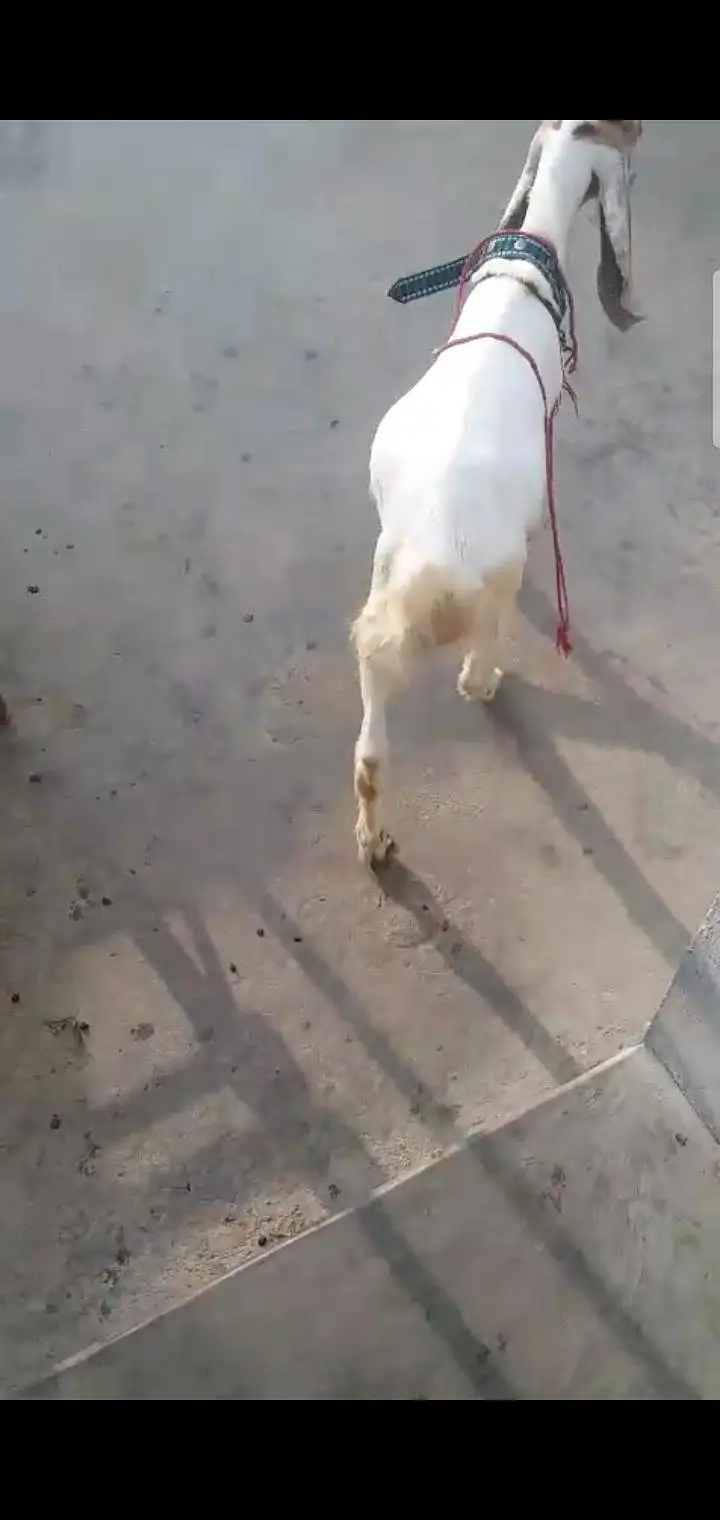 bakra age 5 months — photo 6
