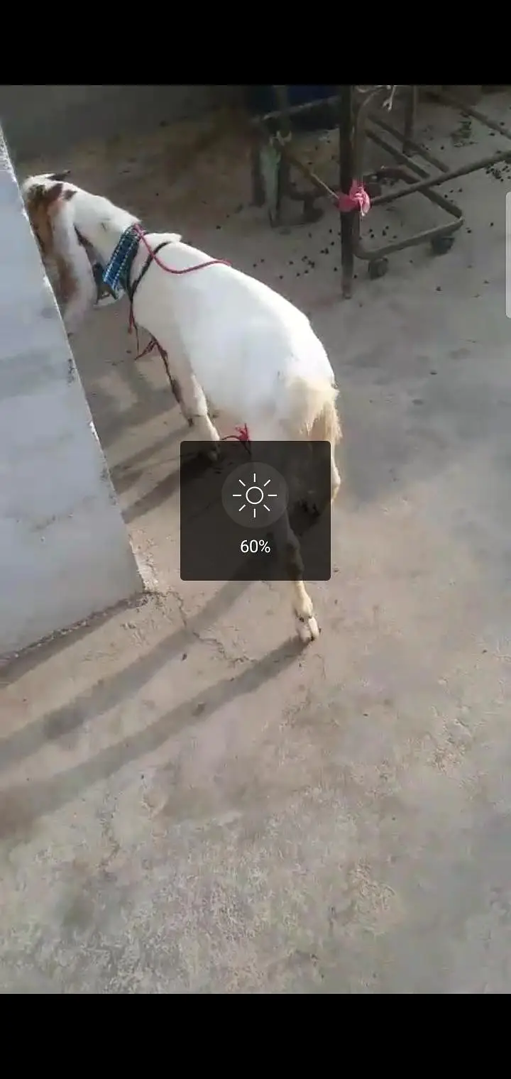 bakra age 5 months — photo 7