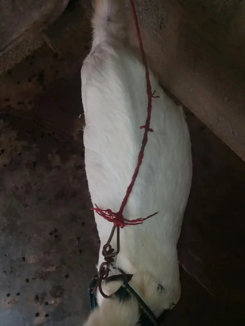 bakra age 5 months — photo 8