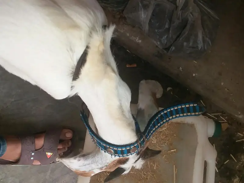 bakra age 5 months — photo 9