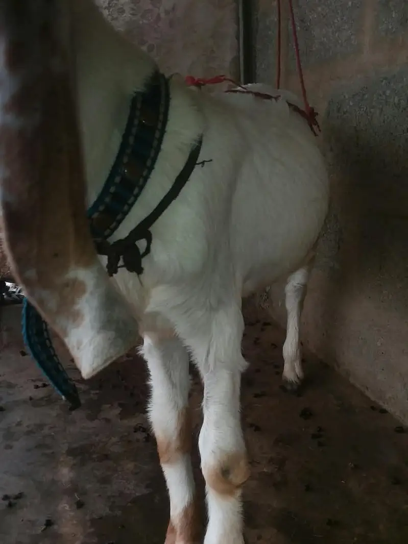 bakra age 5 months — photo 10