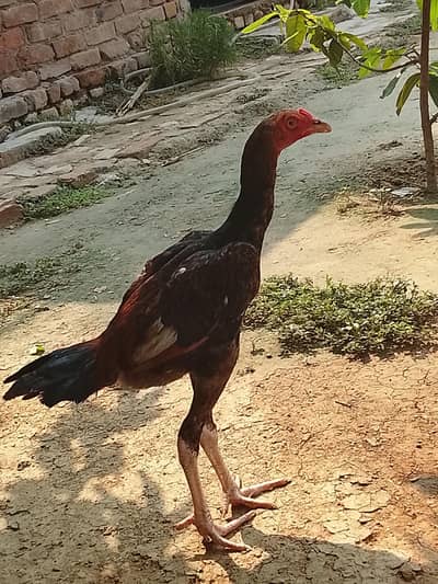 aseel murgha miayawale nasal best
