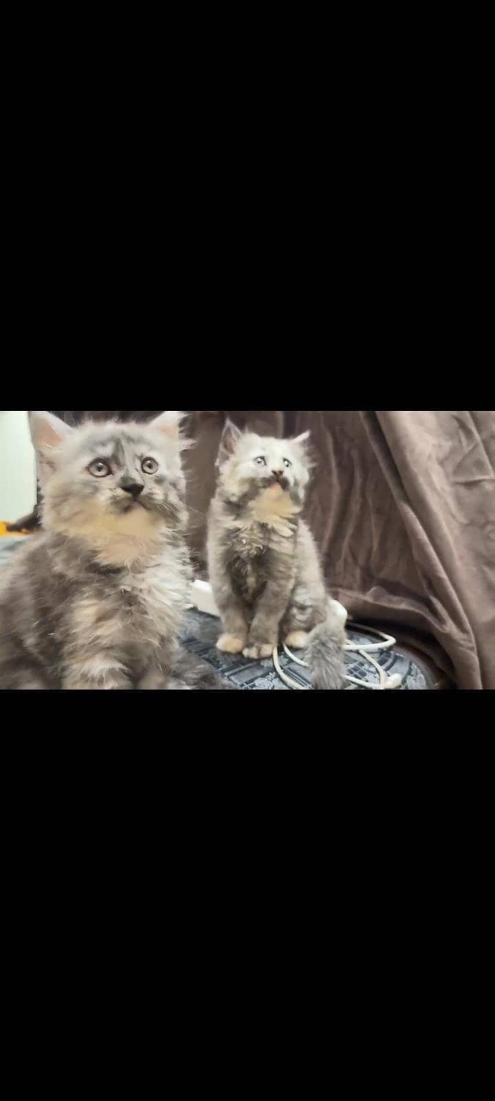 Persian kittens pair 0