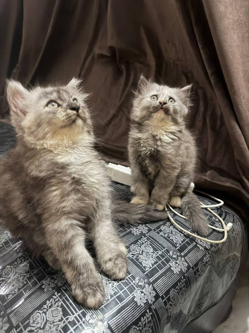 Persian kittens pair 1