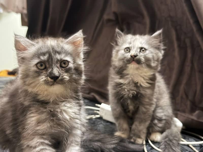 Persian kittens pair 2
