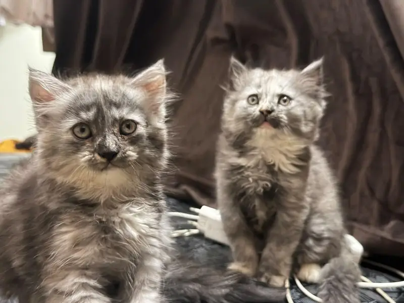 Persian kittens pair — photo 3