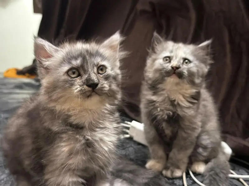 Persian kittens pair — photo 4