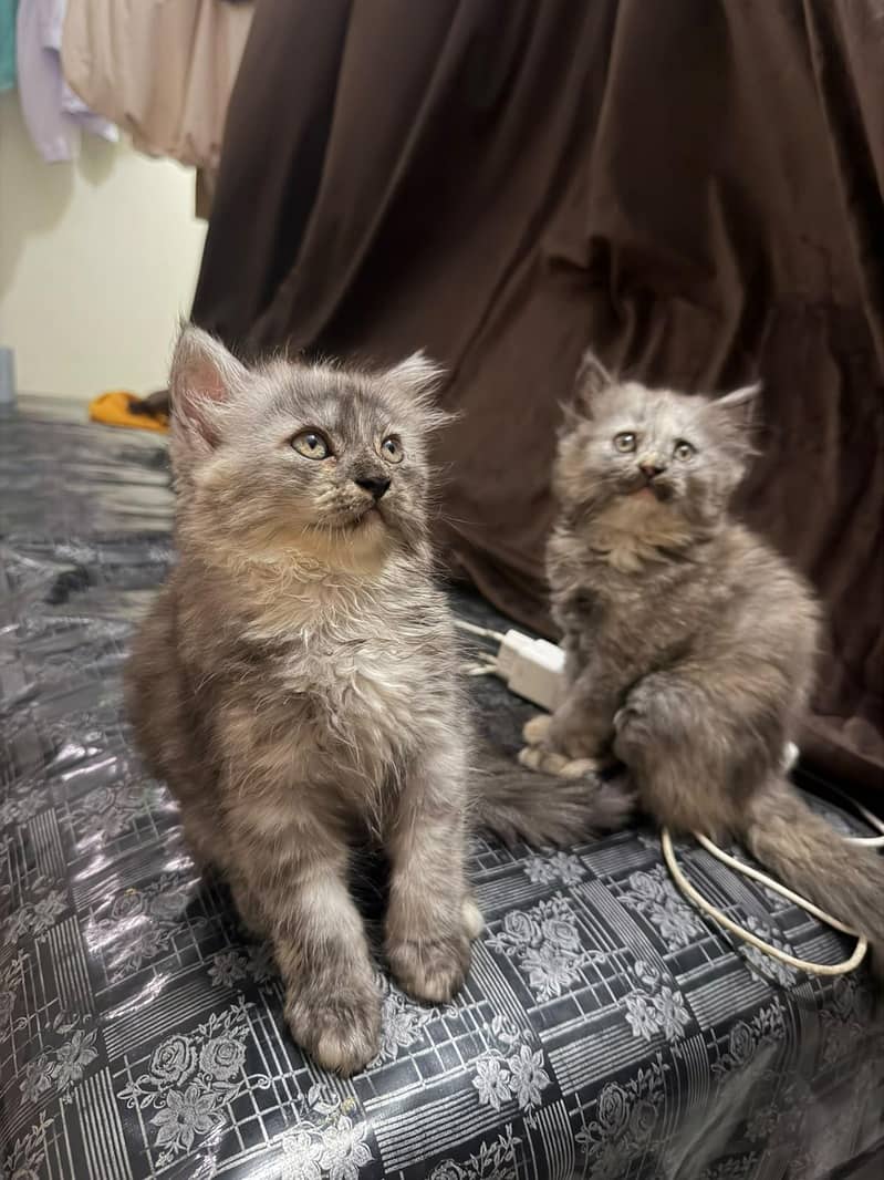 Persian kittens pair 4