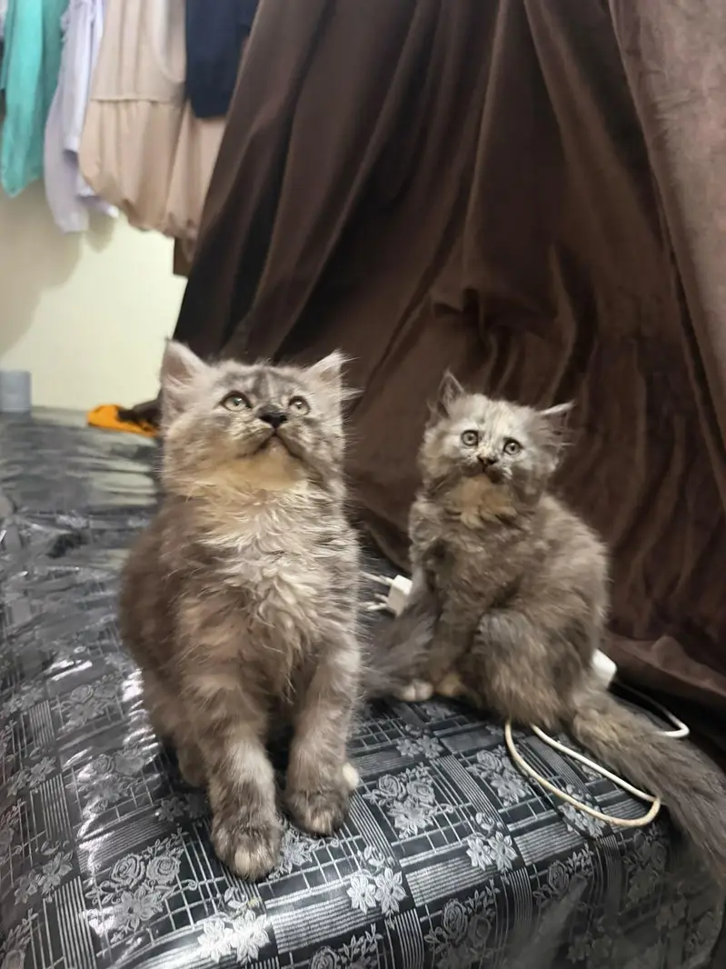 Persian kittens pair — photo 6