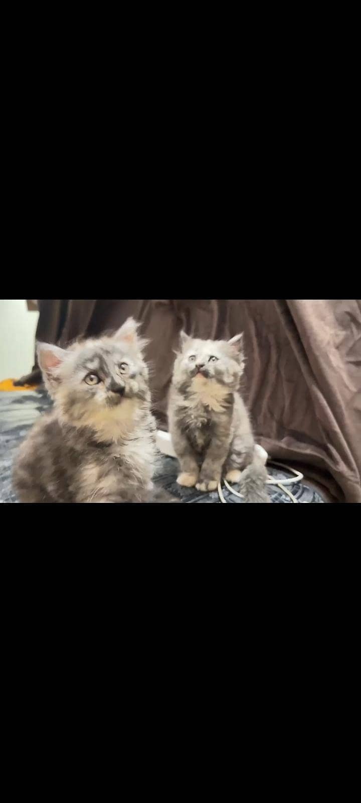 Persian kittens pair 6
