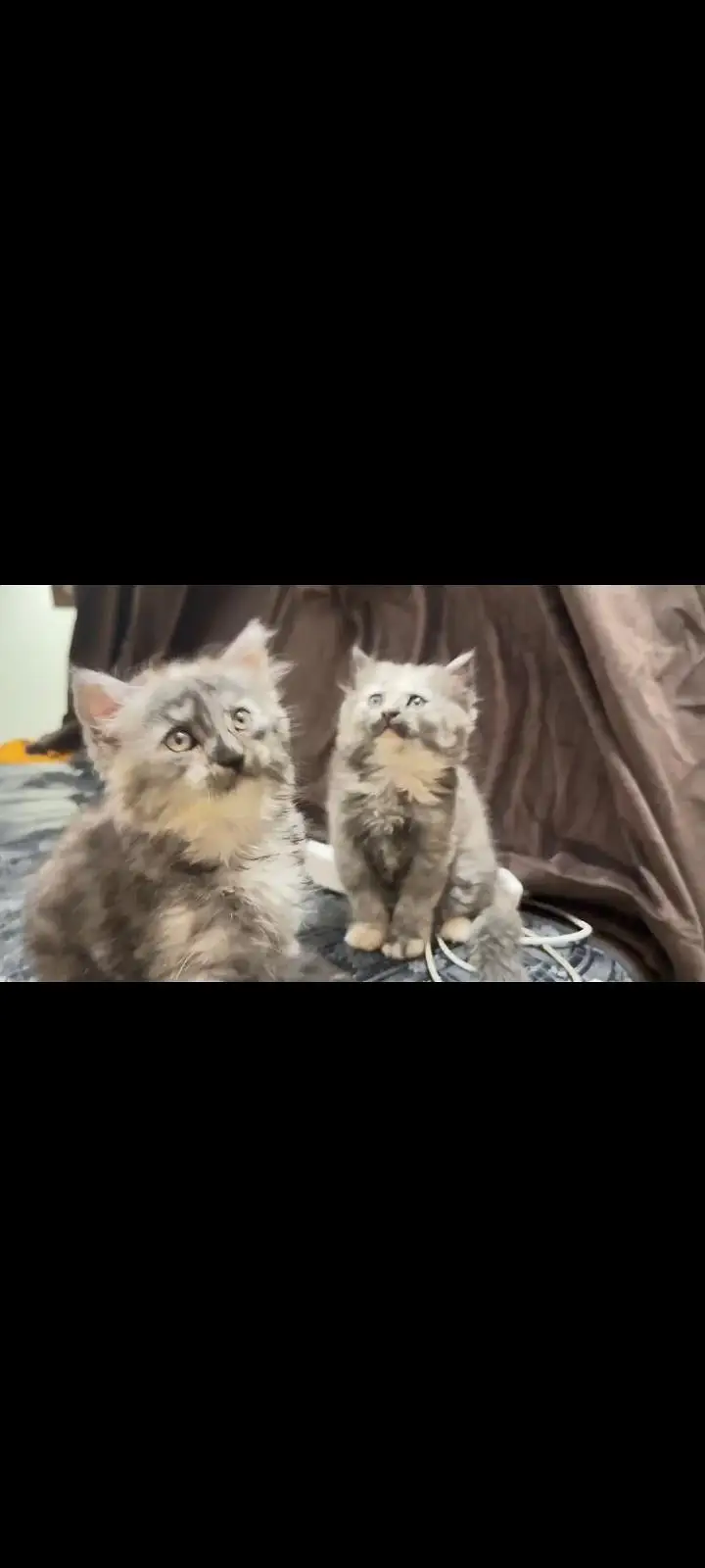 Persian kittens pair — photo 7