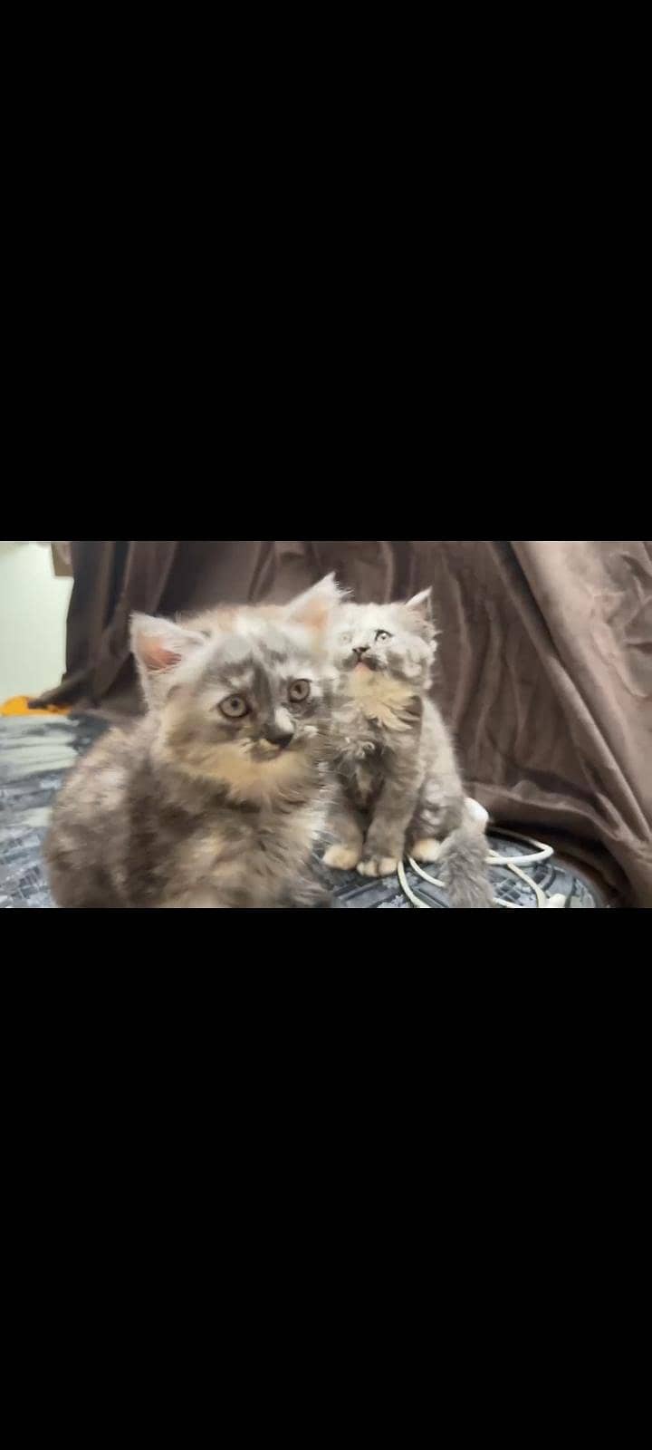 Persian kittens pair 7