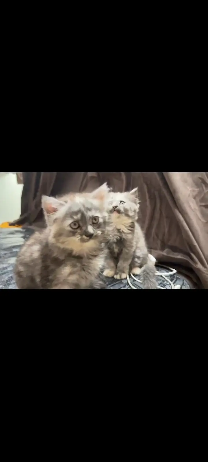 Persian kittens pair — photo 8