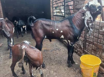 Pure Quality Black & Nagra Beetal Breeder Goats | female bakri _mailky