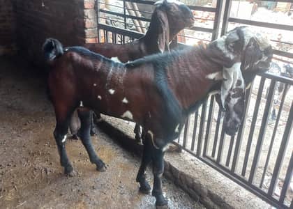 Pure Quality Black & Nagra Beetal Breeder Goats | female bakri _mailky