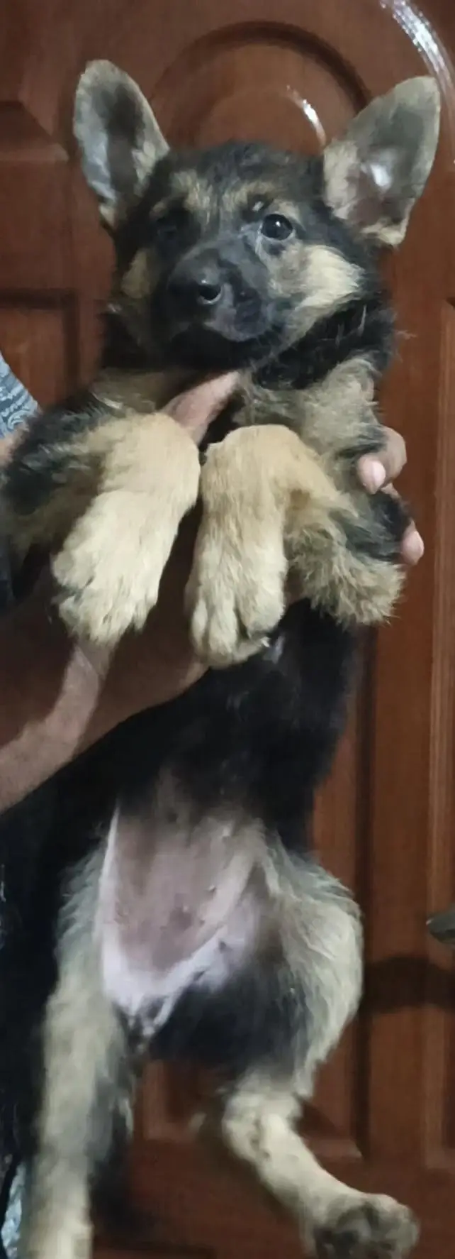 stock or female full active first vaccine done — photo 2