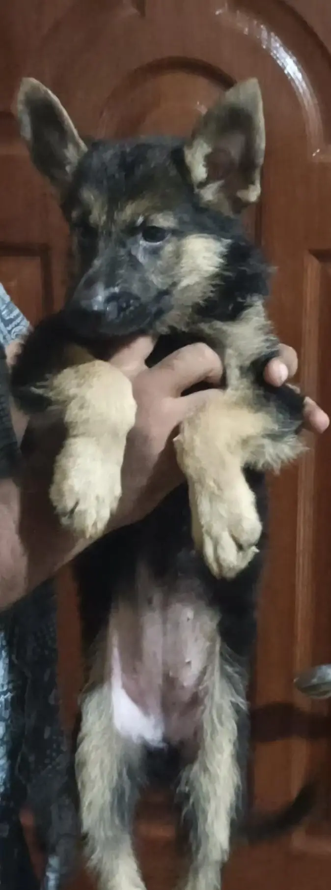 stock or female full active first vaccine done — photo 3