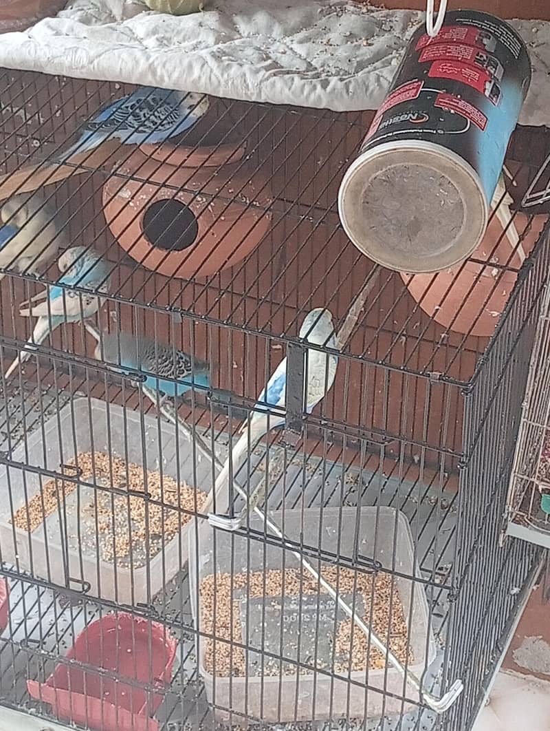 nice parots 1