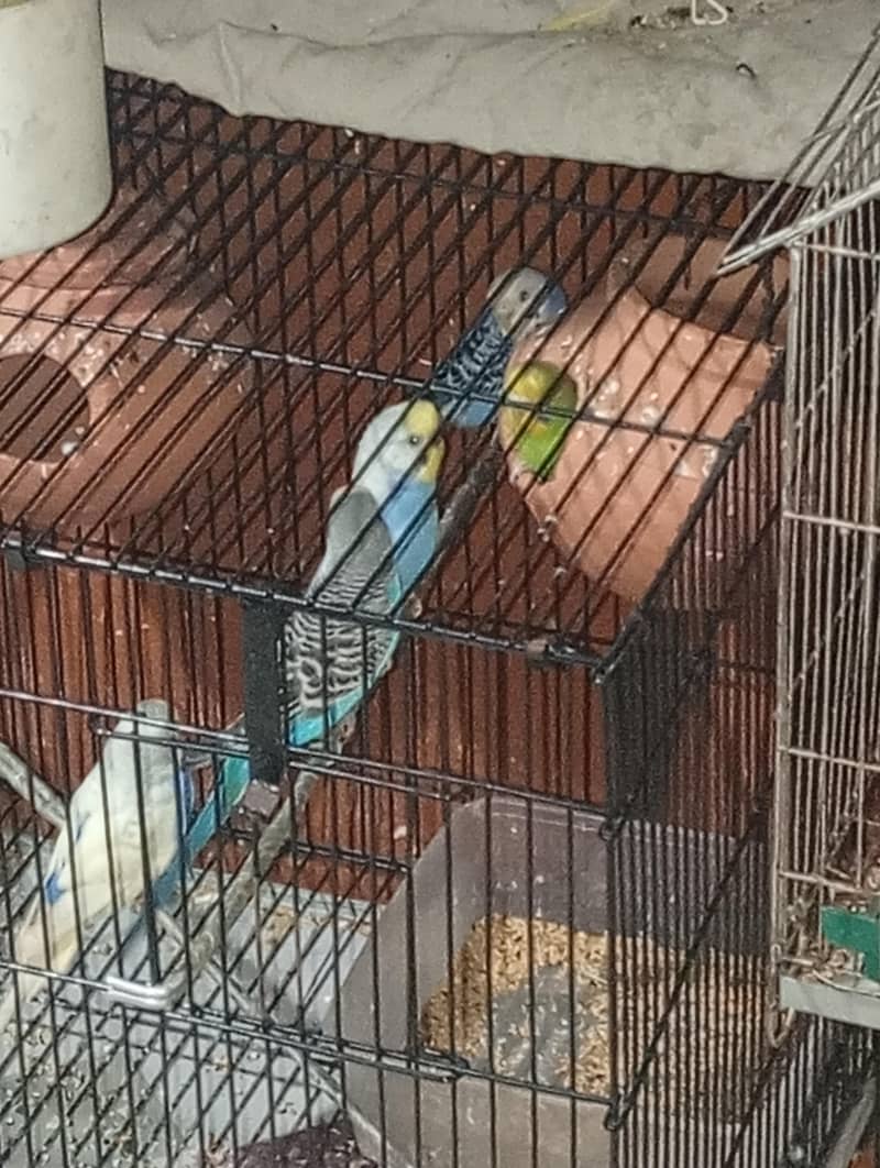 nice parots 3