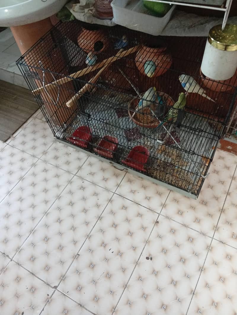nice parots 4