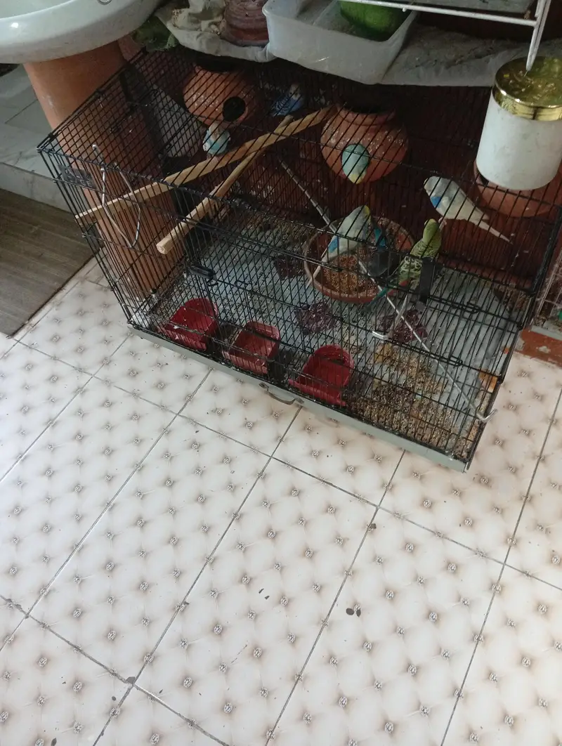 nice parots — photo 5