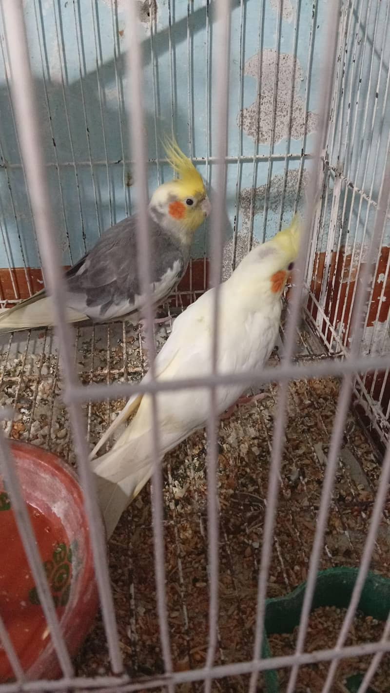 nice parots 5