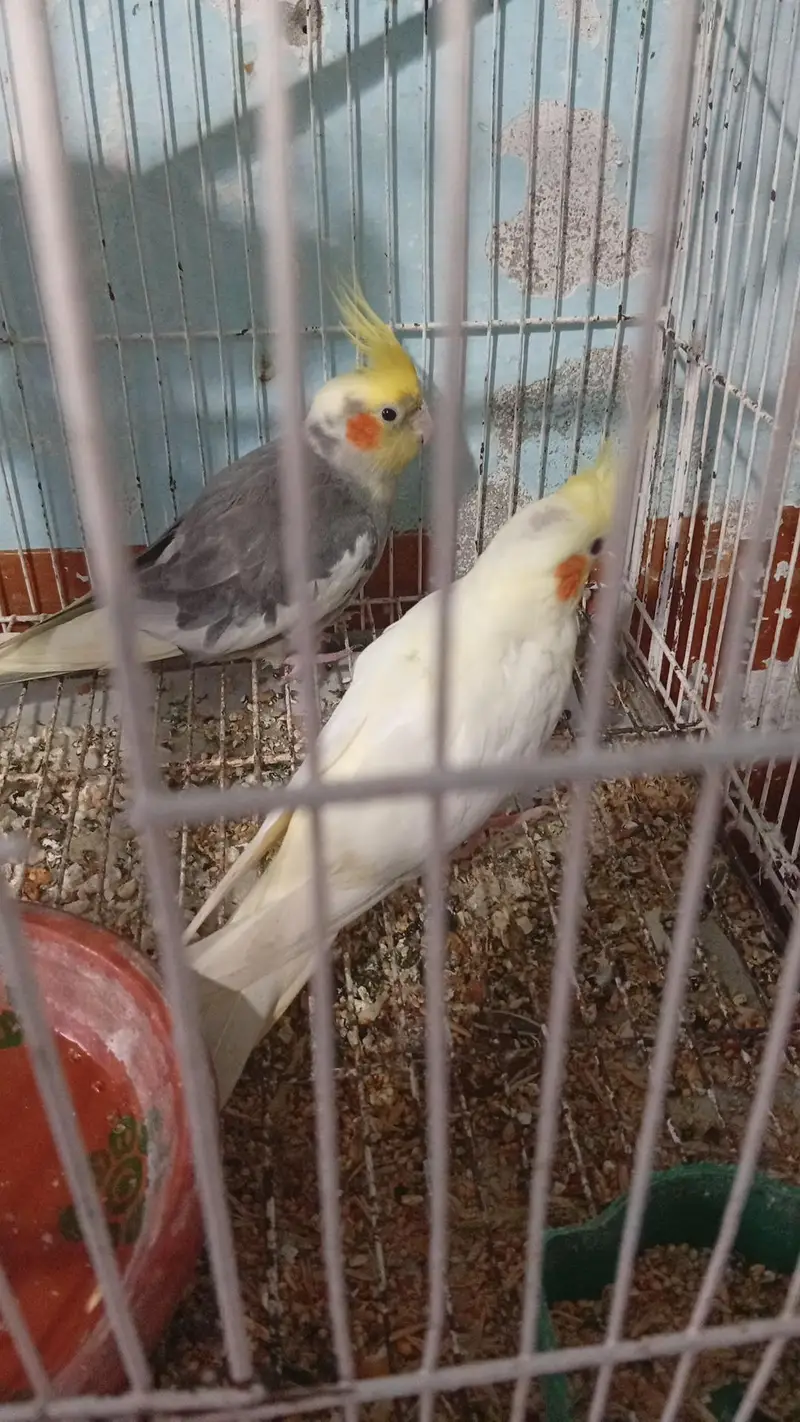 nice parots — photo 6