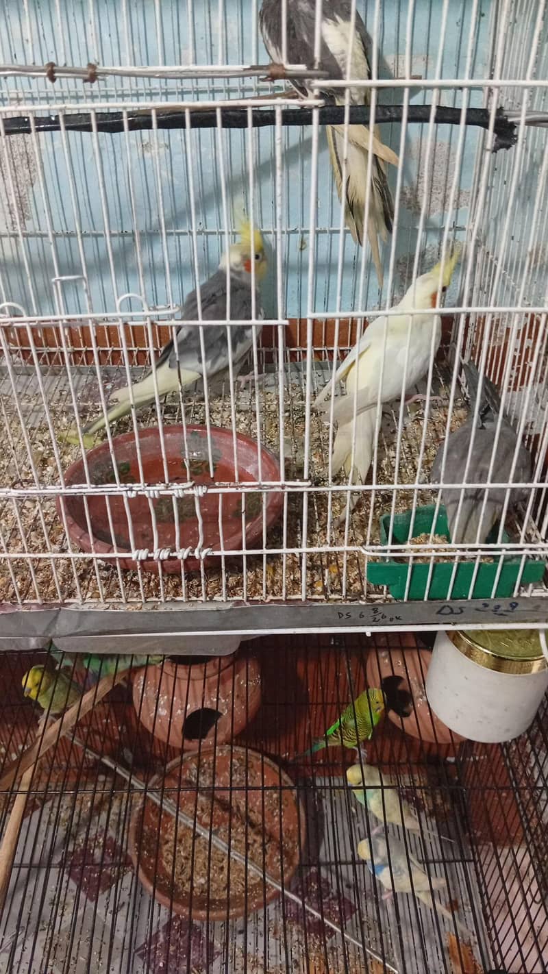 nice parots 6