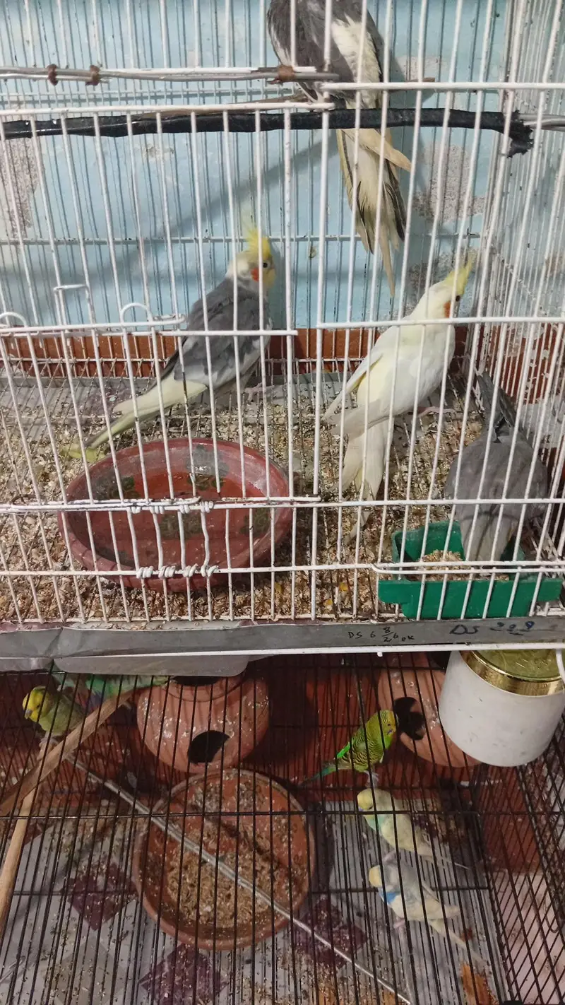 nice parots — photo 7