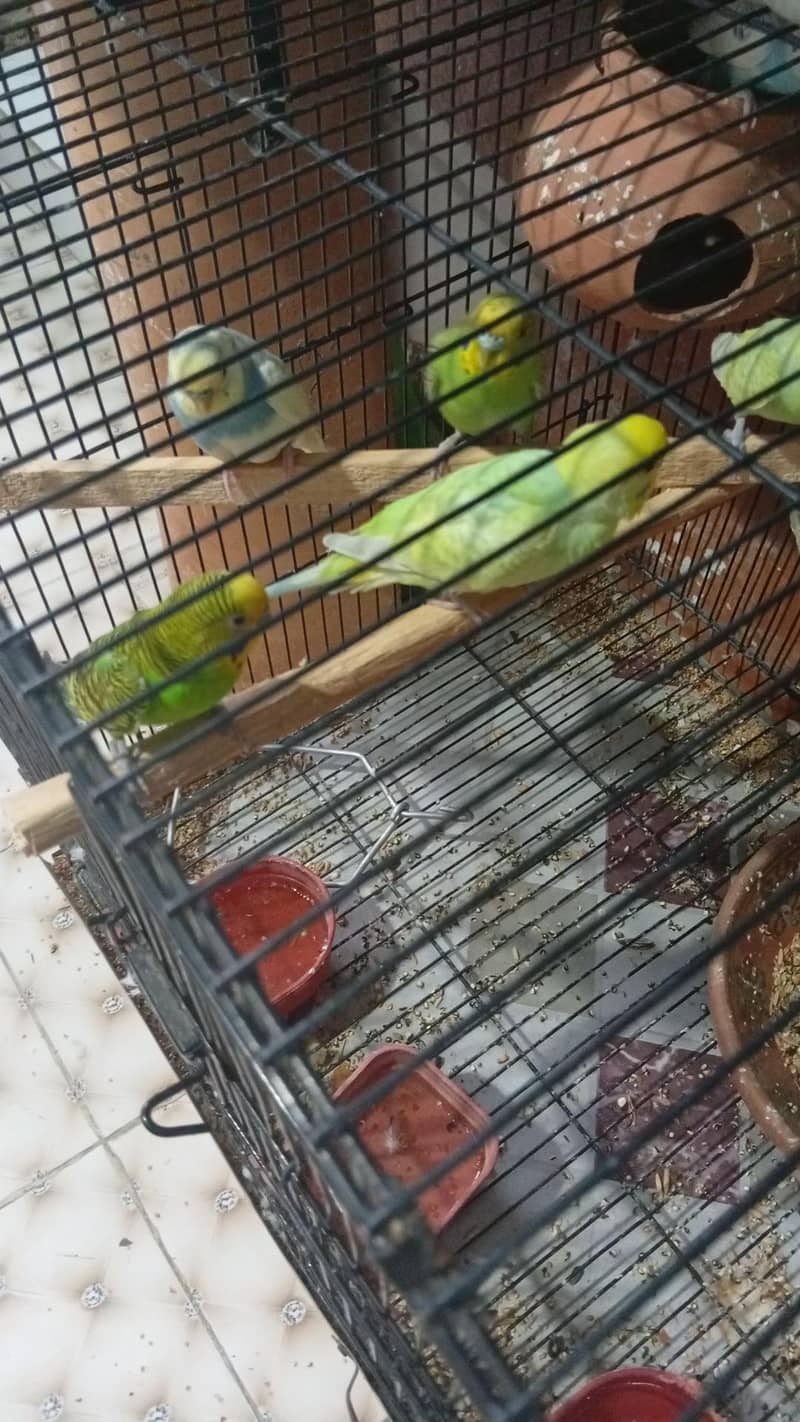 nice parots 7